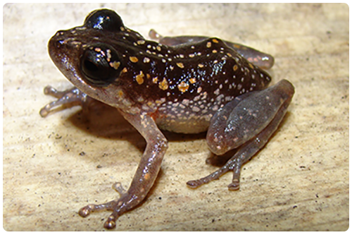 Amphibians_venezualblog_social
