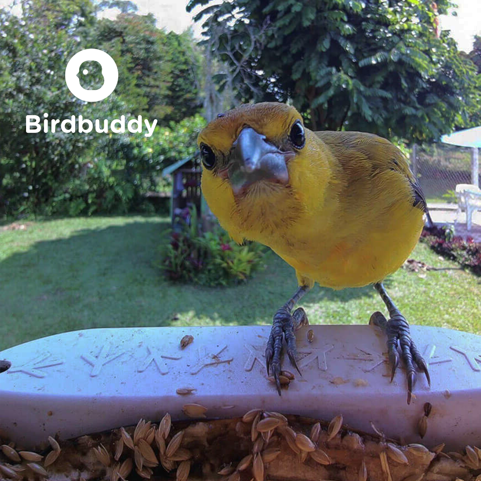 Bird Buddy tile
