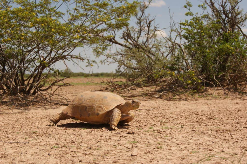 Bolson Tortoise photo
