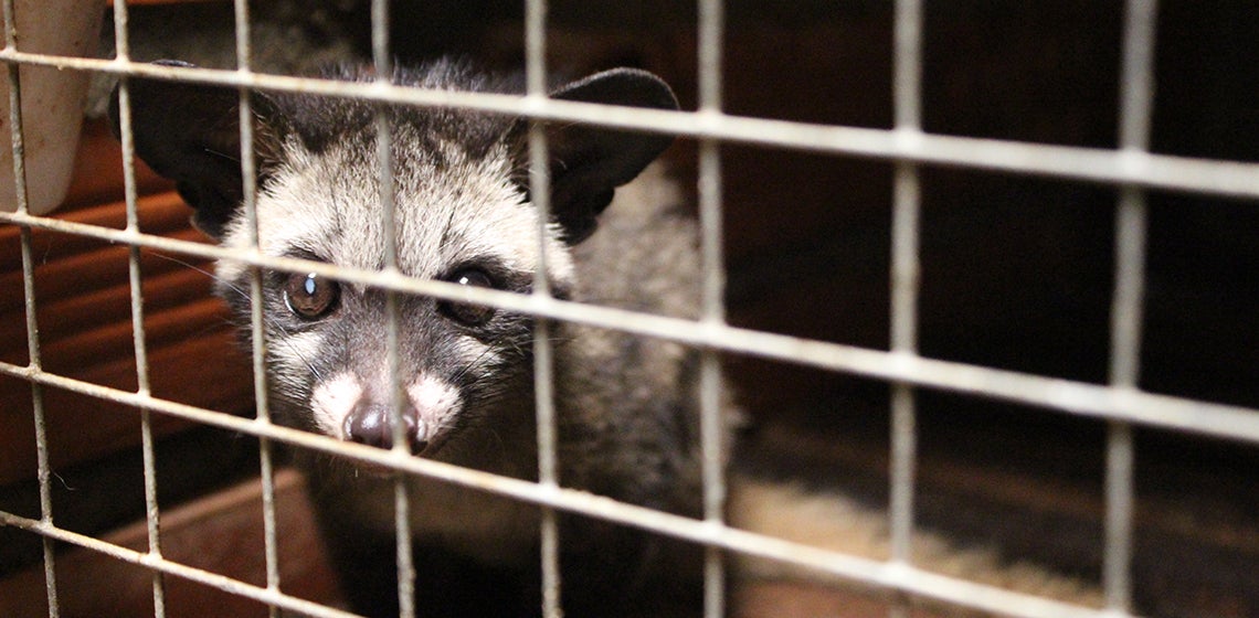 Civet in a farm in Dong Thap