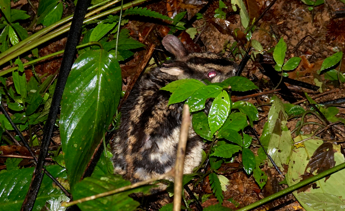 Annamite Striped Rabbit photo by Andrew Tilker