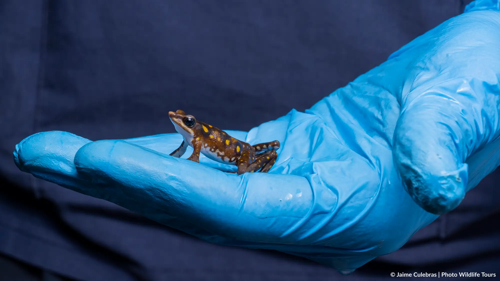 La rana arlequín redescubierta, está clasificada como en peligro crítico de  extinción el mismo día en que un tribunal Ecuatoriano examina el caso para  determinar el futuro de esta especie