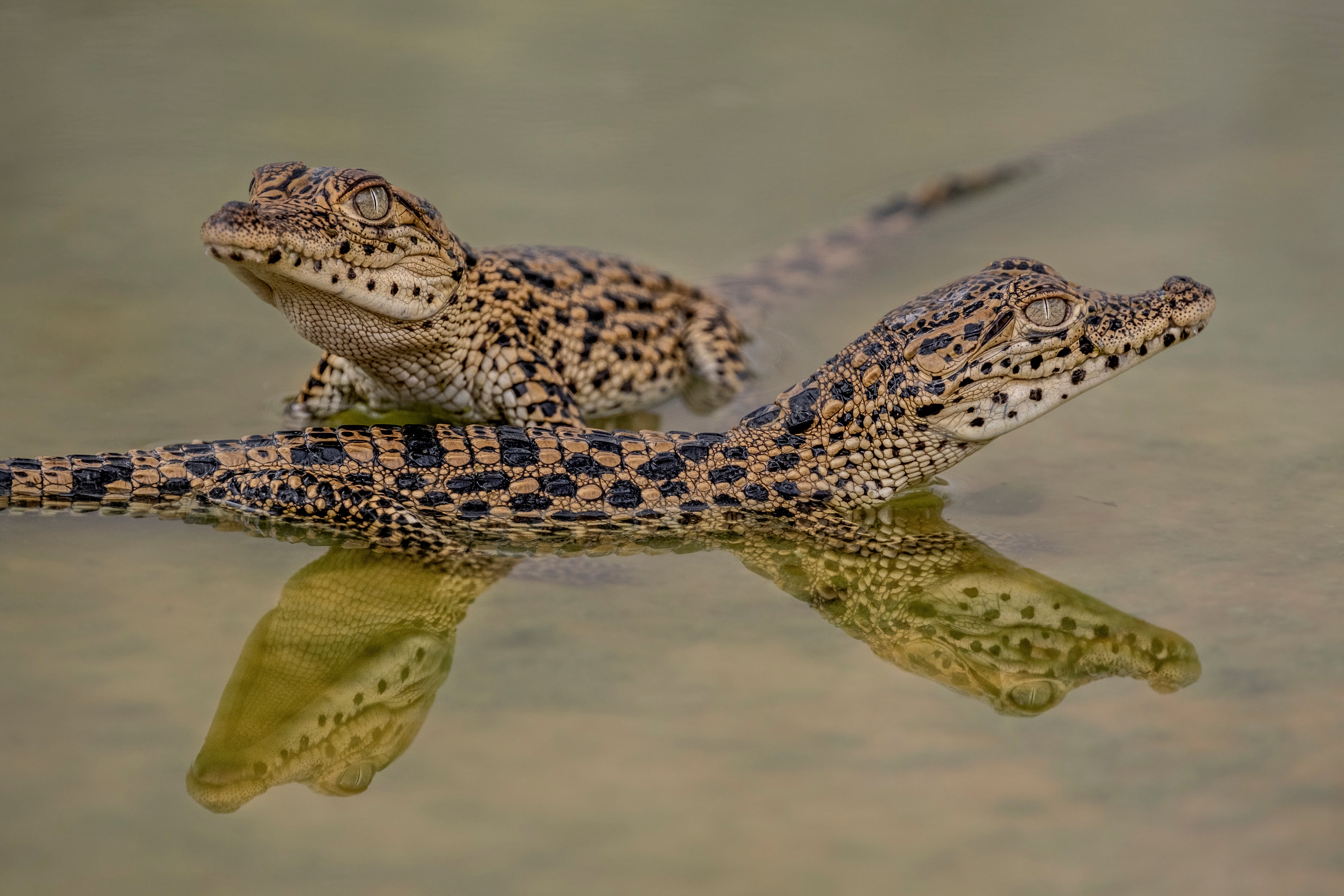 crocodiles in the water