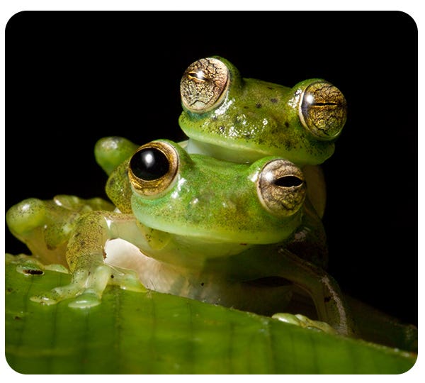Emerald Glass Frogs (1) copy