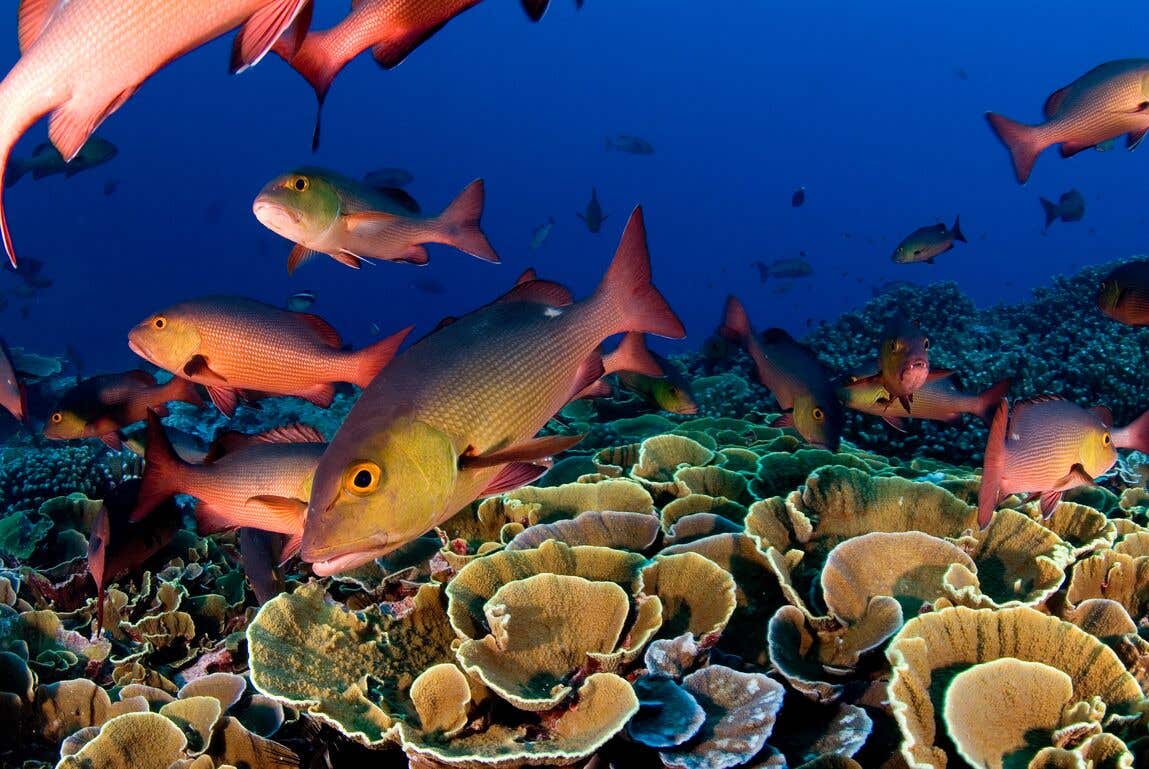 Fish-SLI2644
