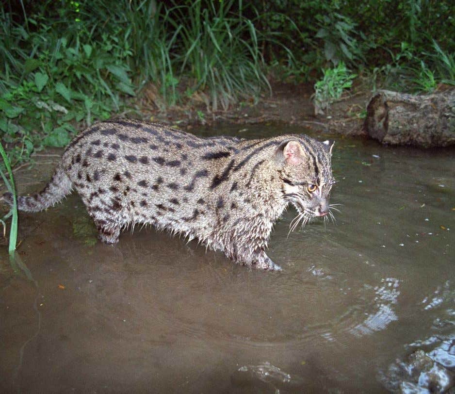 Fishing cat photo