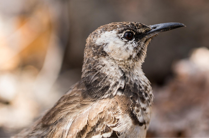 Floreana Mockingbird photo