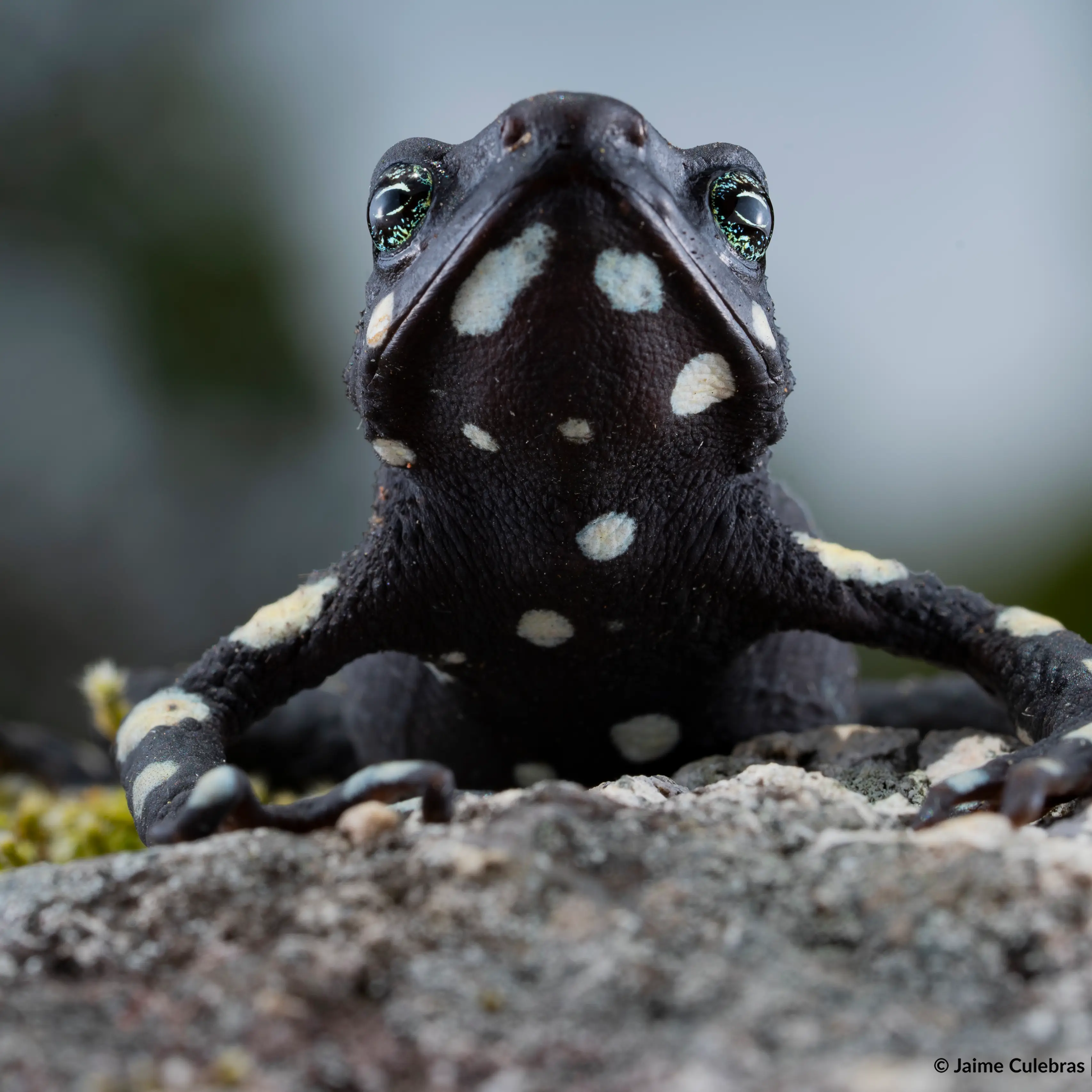 FundacionATelopus_A_arsyecue_S 