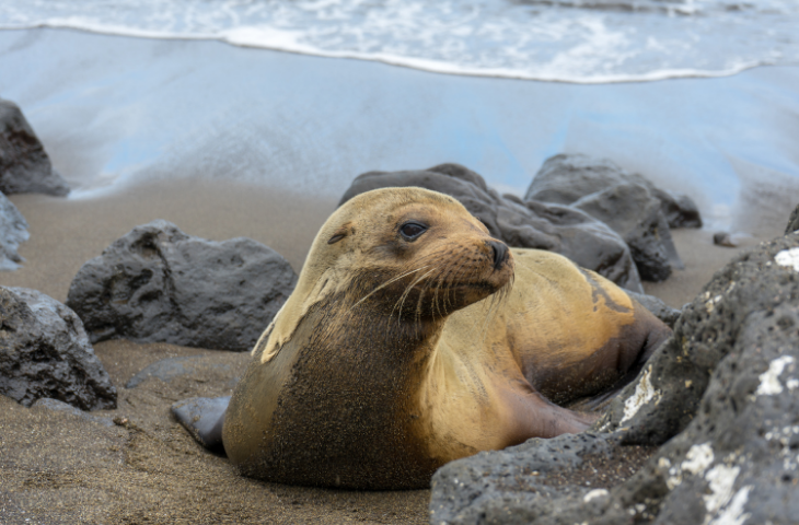 Galapagos fur seal body image