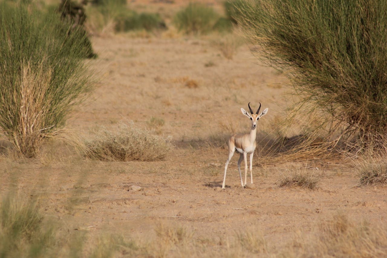 Gazelle dorcas RNNTT 2021-2 (2)