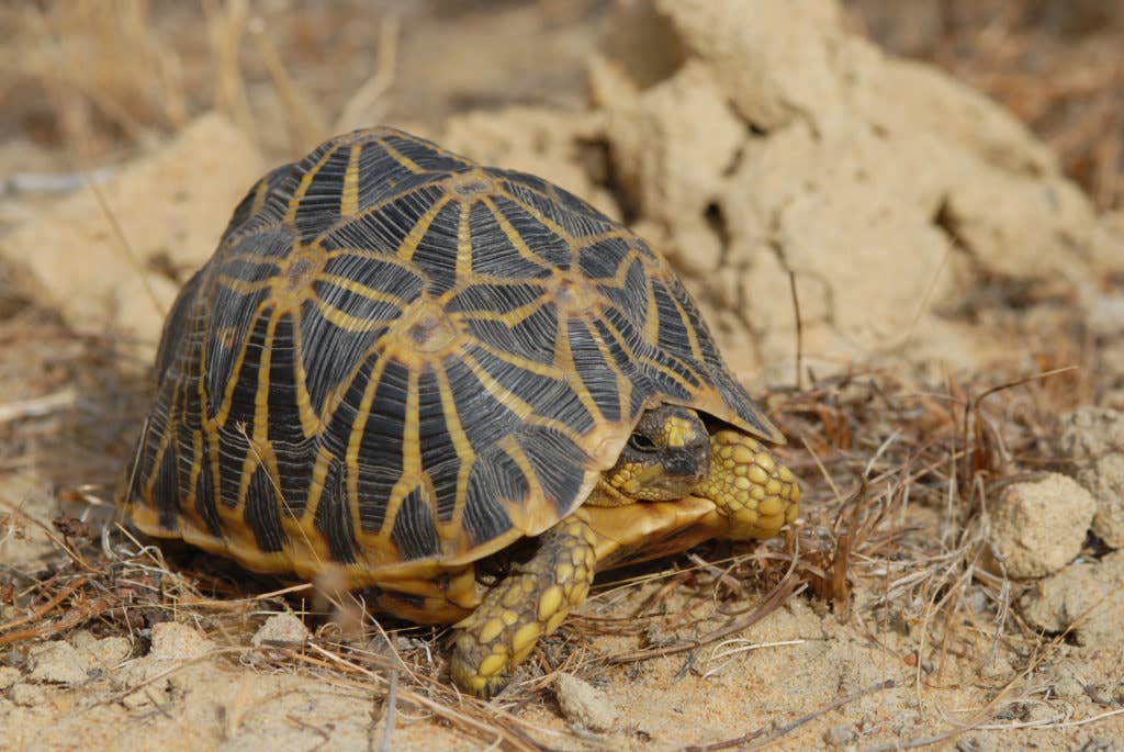 Geometric Tortoise image