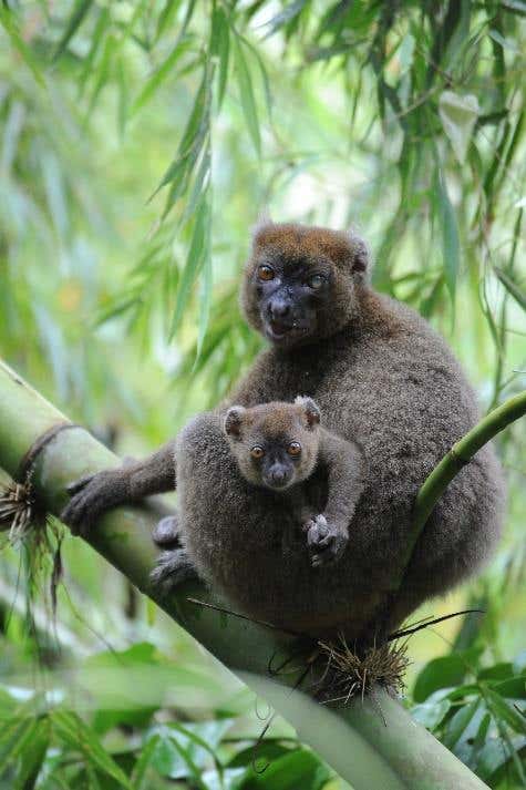 Greater Bamboo Lemur photo