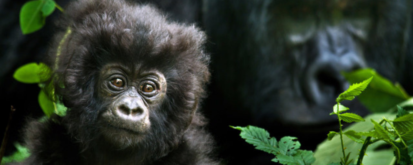 young gorilla