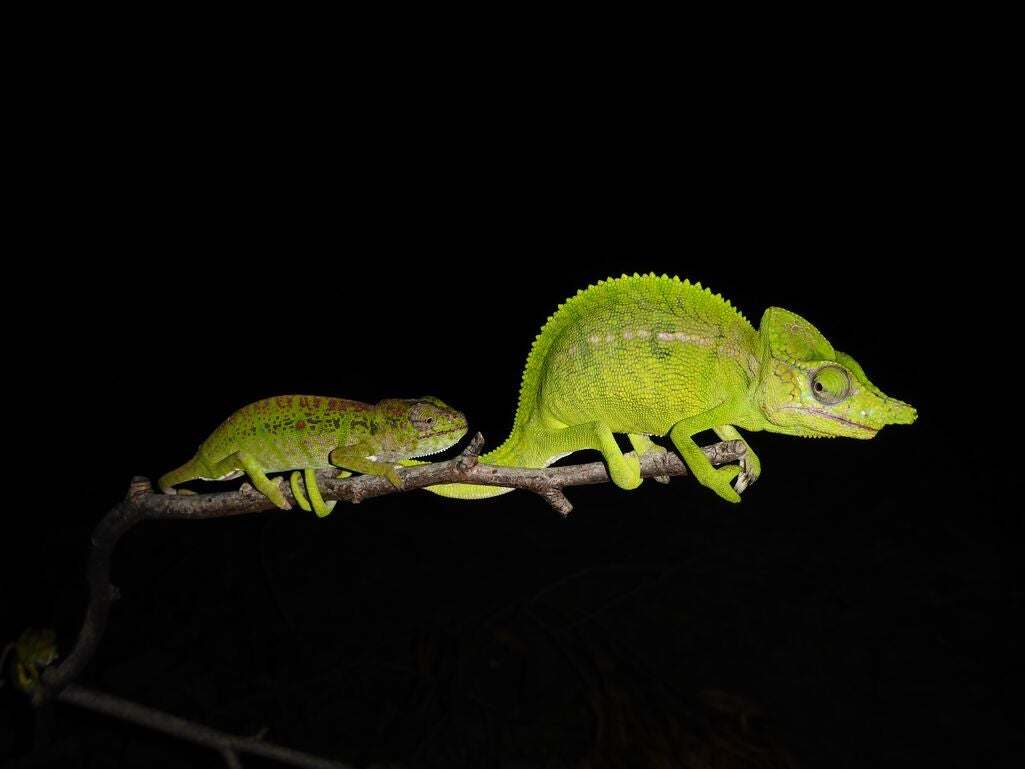 ニッタンプロフ確認　Chameleons of Africa ニッタンプロフ確認様専用 Chameleons of Africa（Friends of
