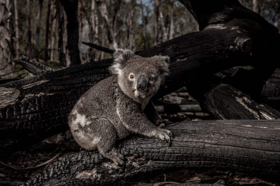 koala in the fire