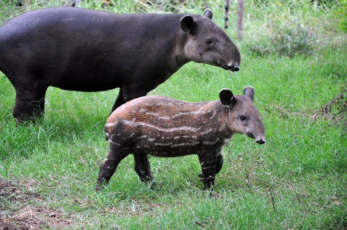 An adult and juvenile tapir
