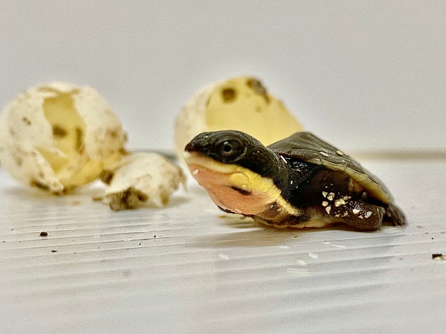 Manning River Turtle hatchling