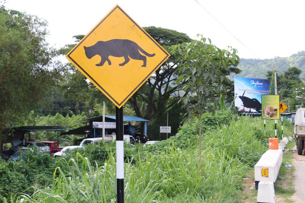 Fishing cat sign