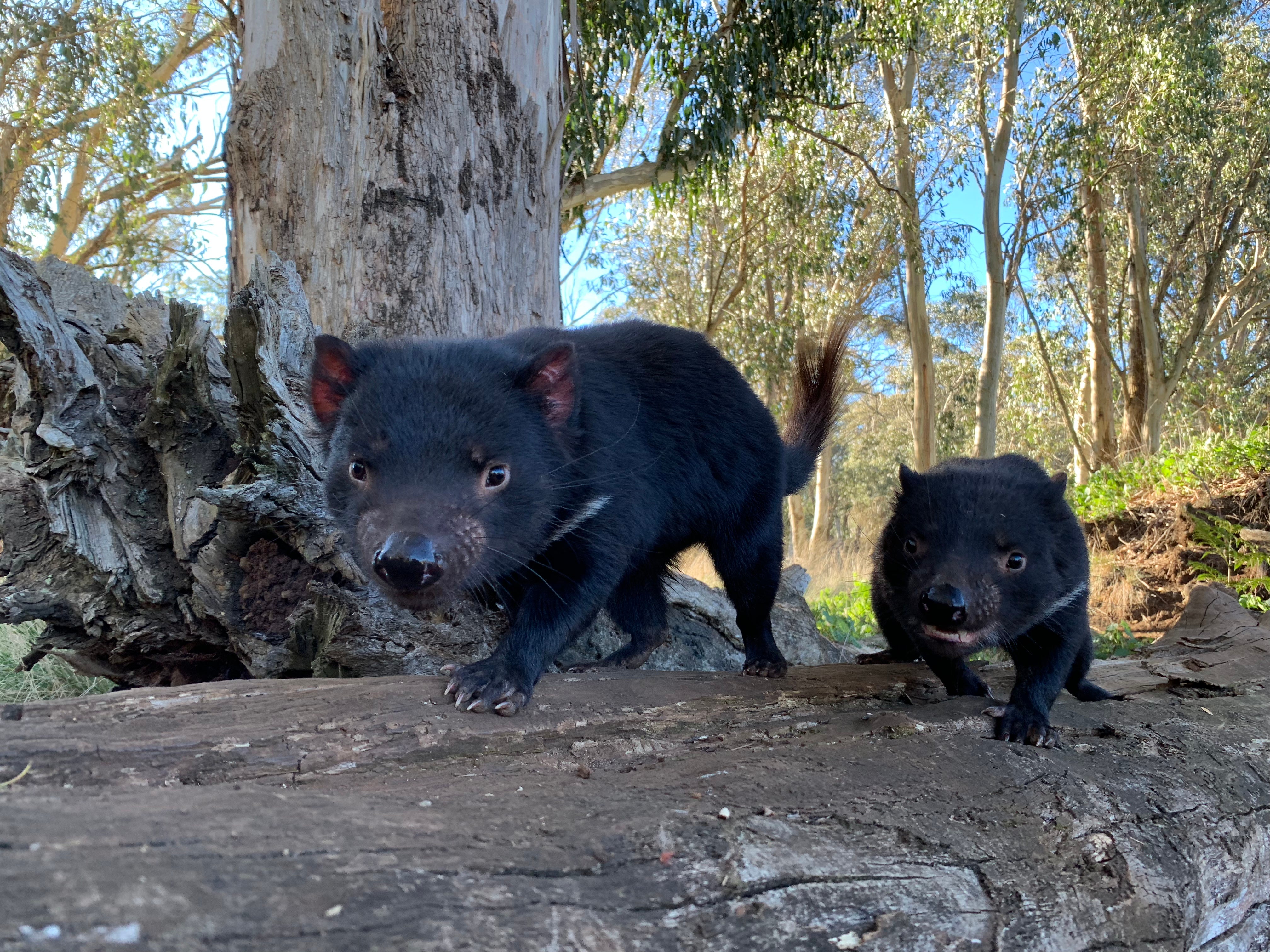 First Tasmanian devil to return to the wilds of mainland Australia