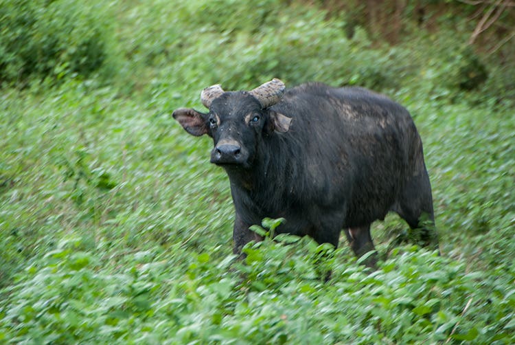 Tamaraw