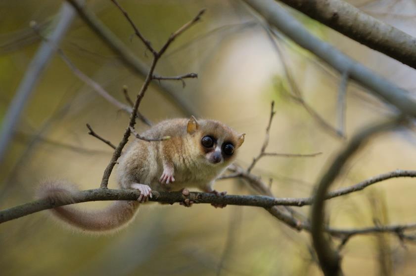 Jolly's mouse lemur
