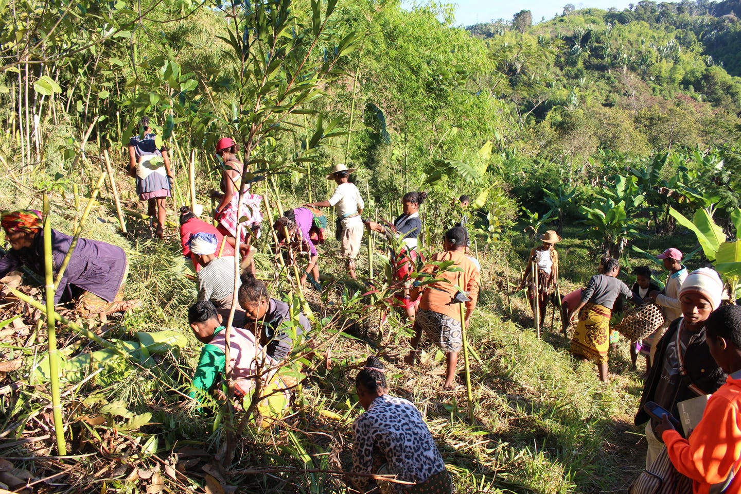 Kianjavato tree planting photo