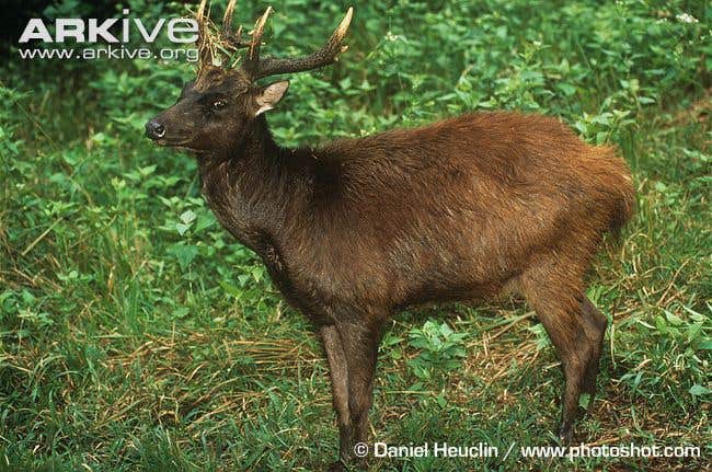 Philippine brown deer