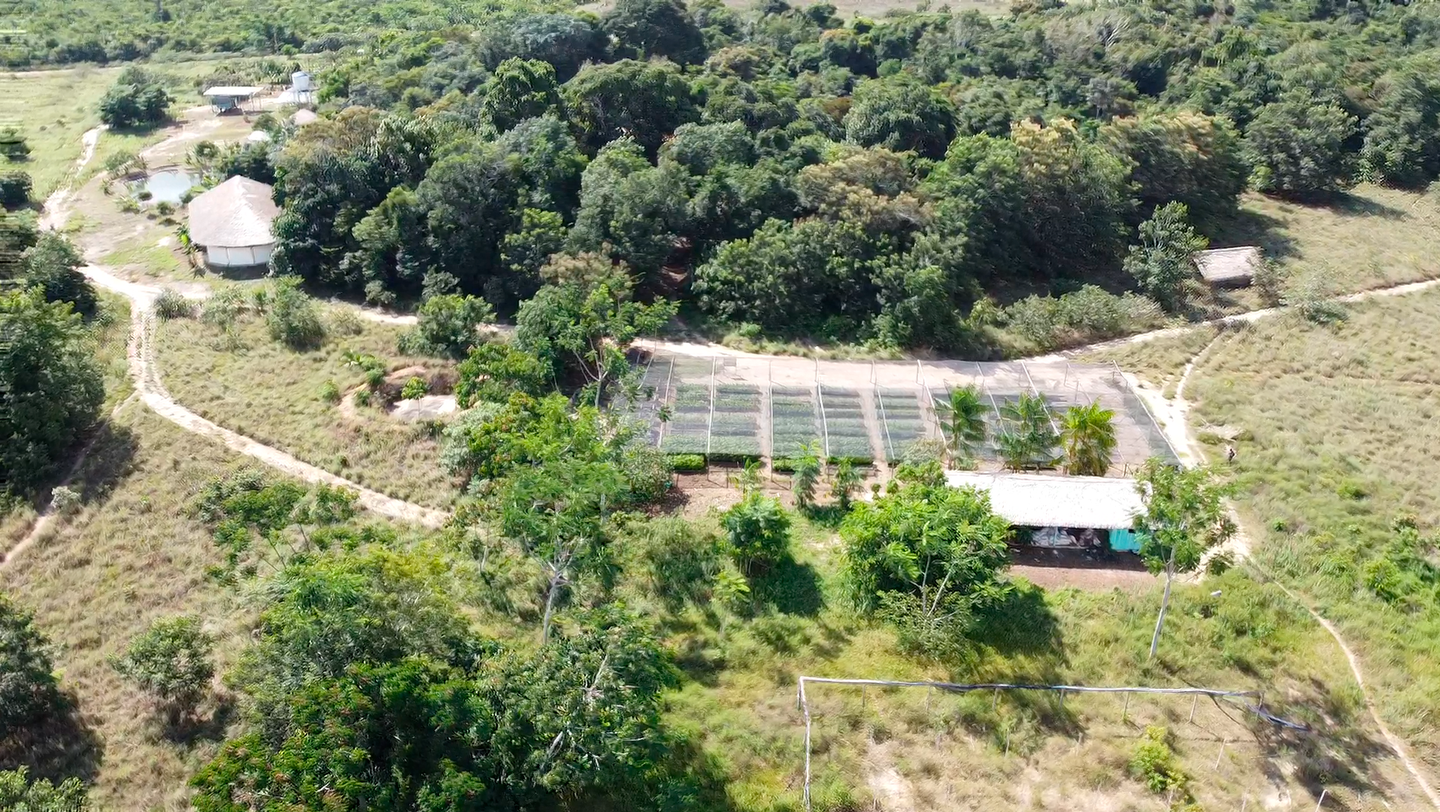 photo: restorative agriculture in the Brazilian amazon