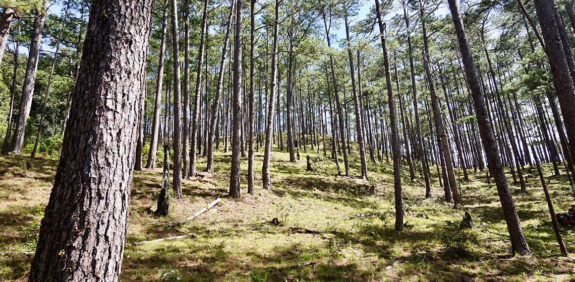 pine forest
