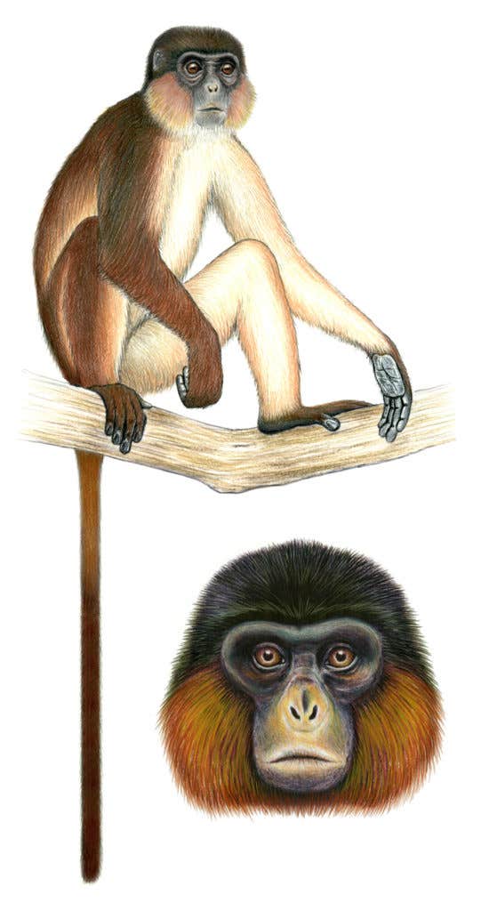 Preuss's Red Colobus illustration