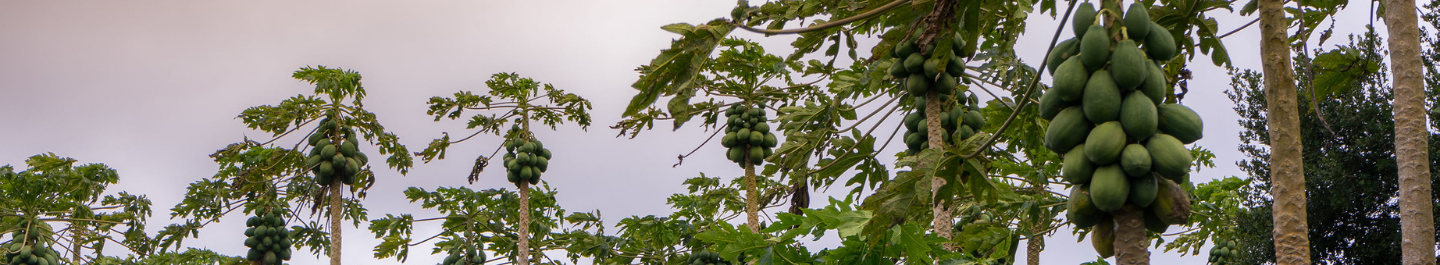 trees with green coconuts
