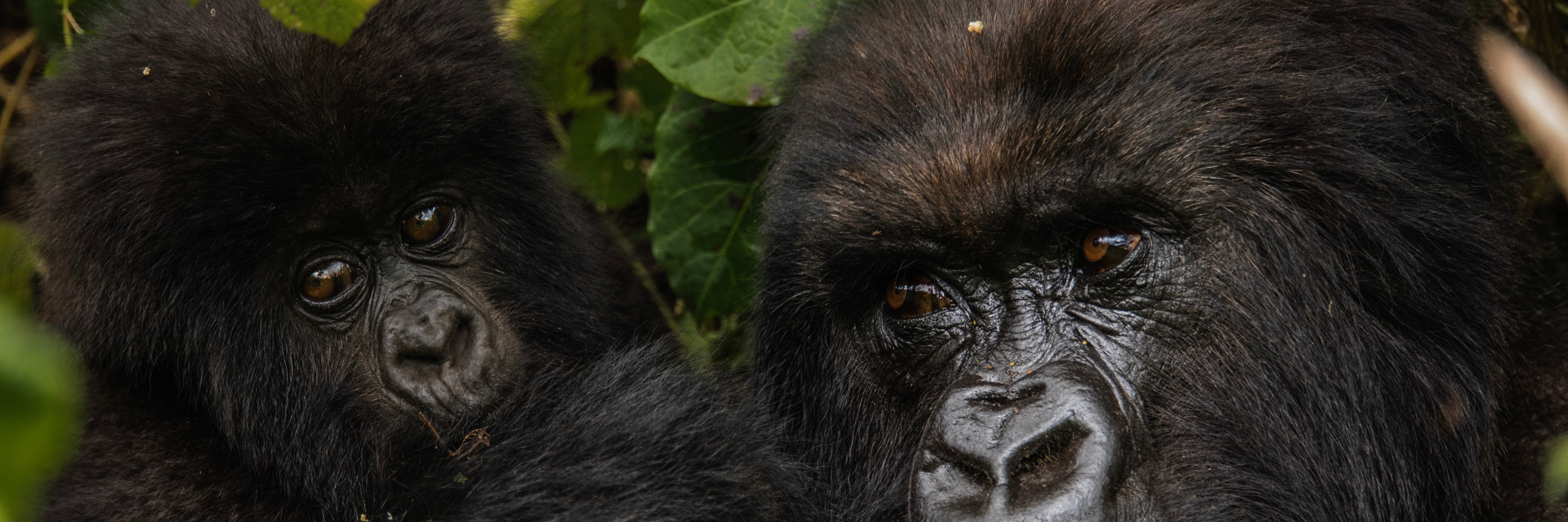 gorillas