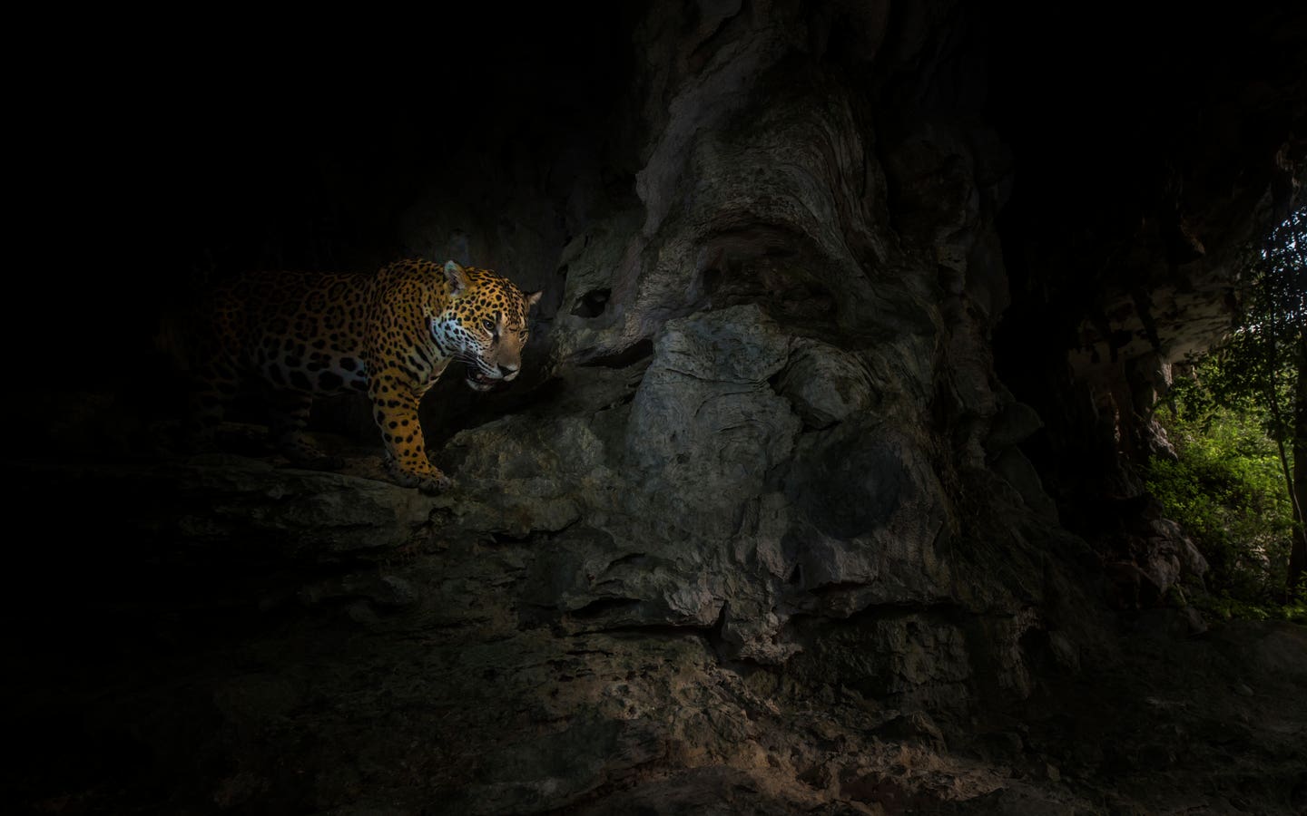 Jaguar photo