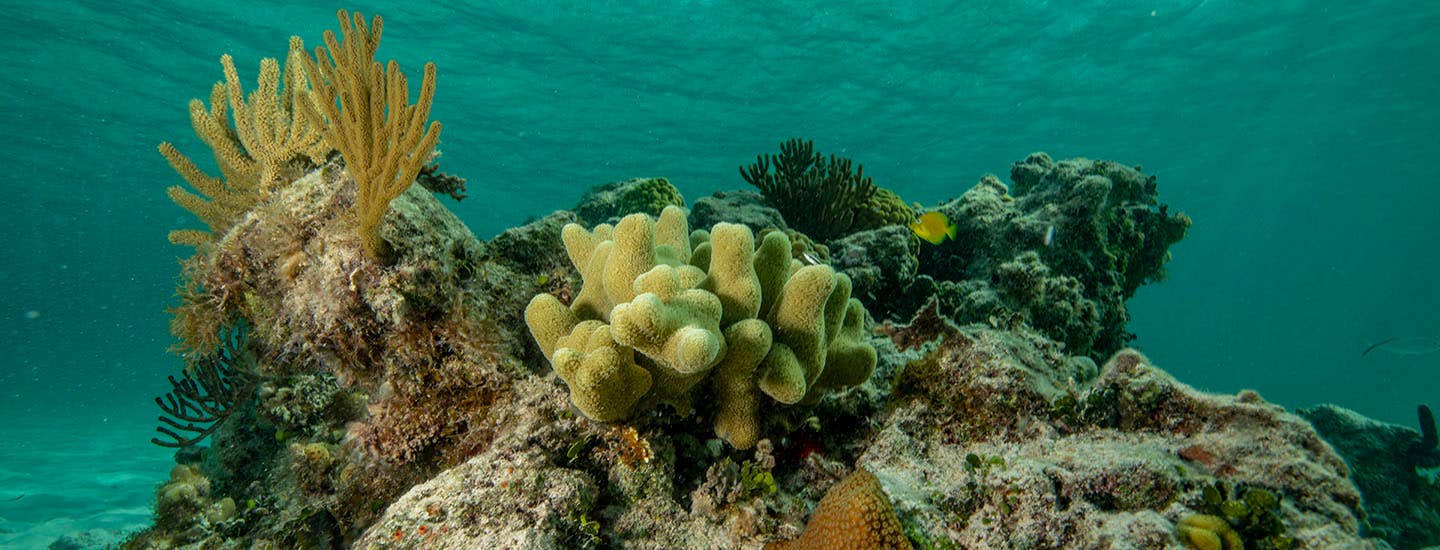 coral reef