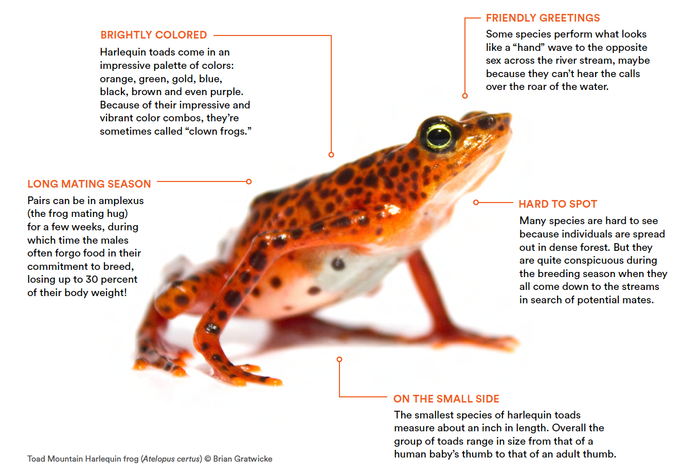 Jewels of the Neotropics infographic