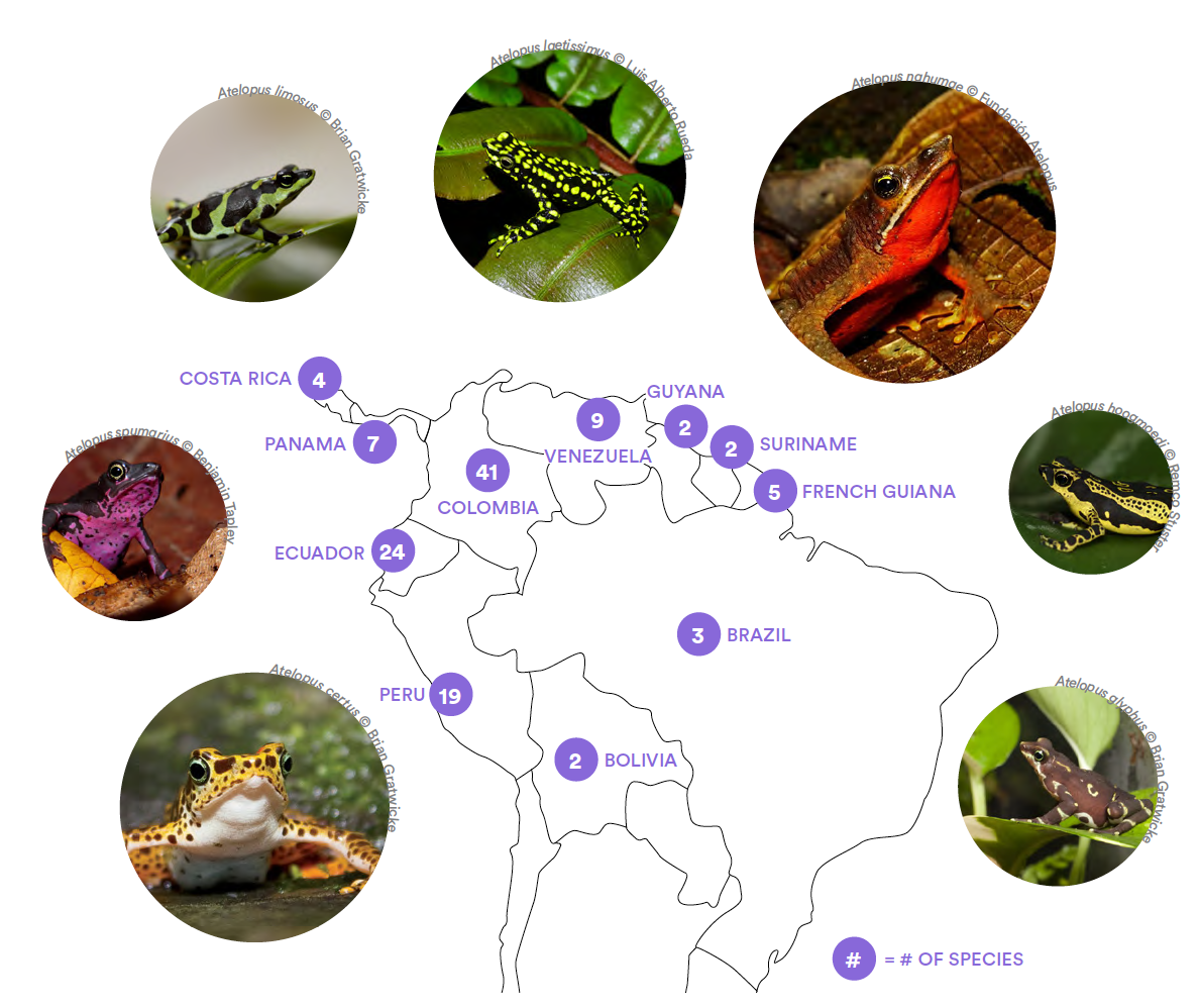 Harlequin toad distribution infographic
