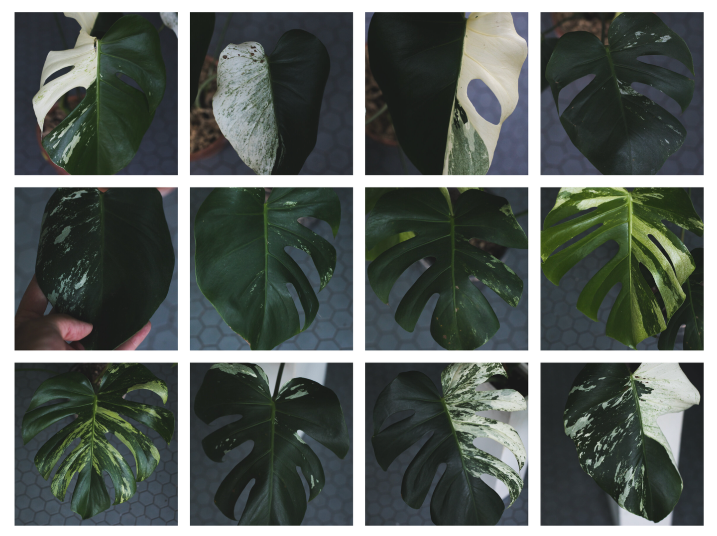 Tyler's Monstera Plants
