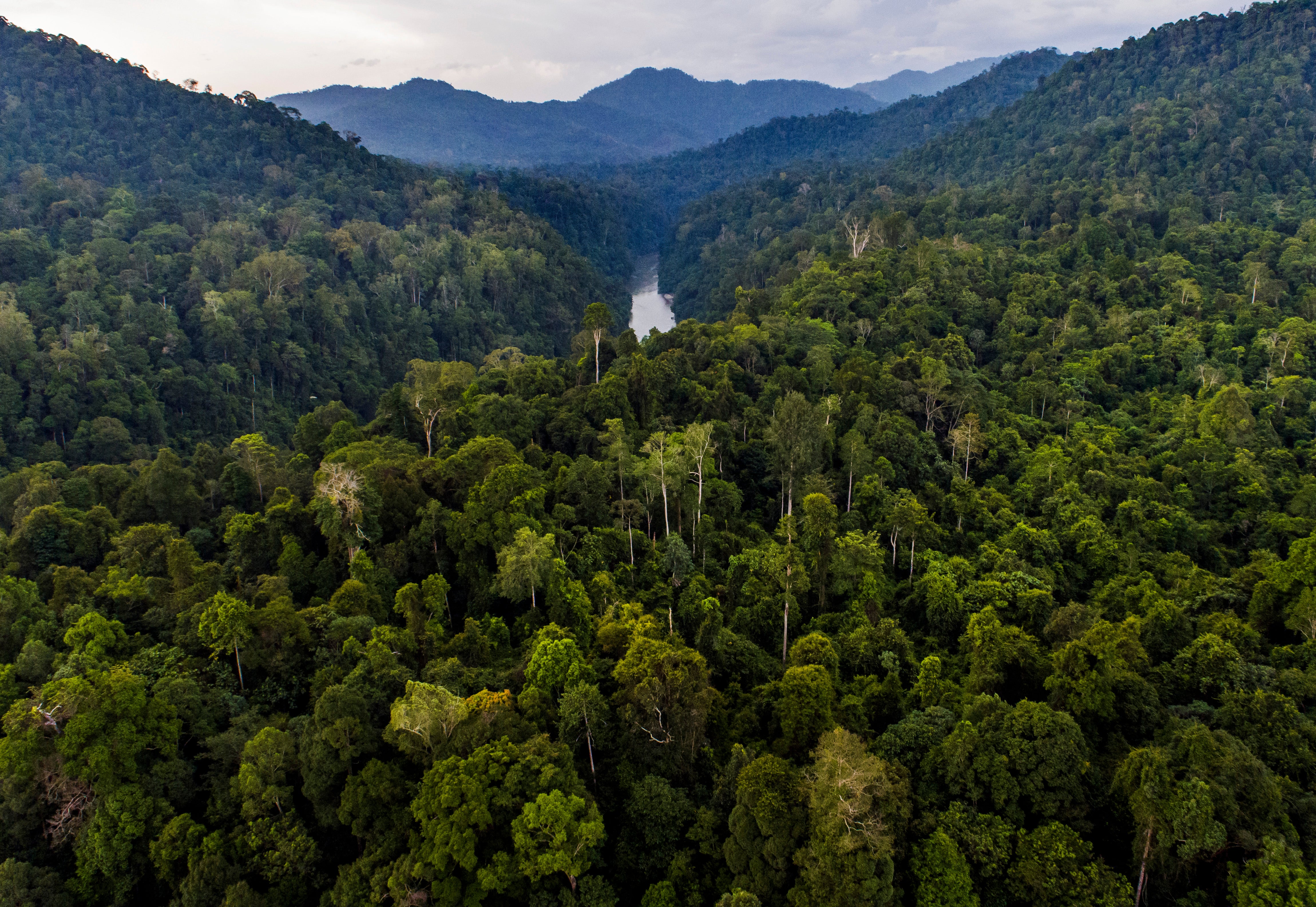 Forest cover, Bangkung district, Leuser Ecosystem