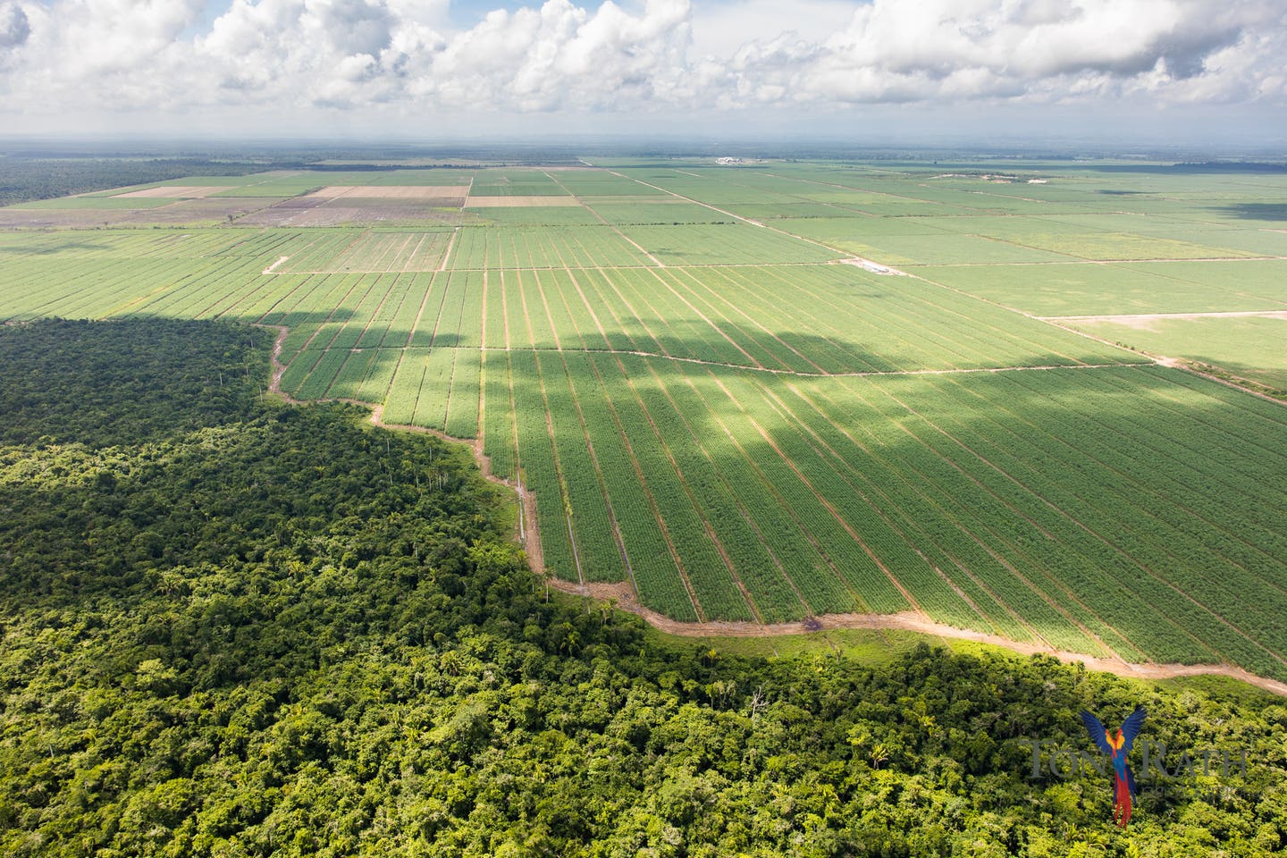 Sugar Cane and linear corridor Tony Rath