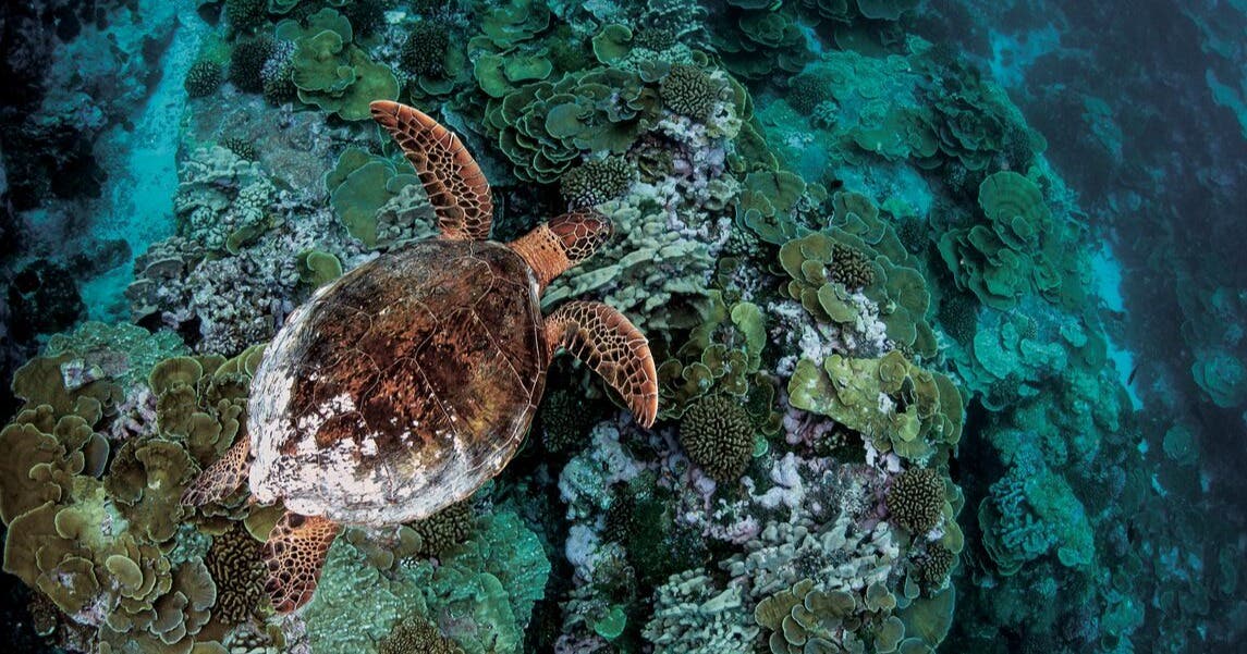 sea turtle in the water