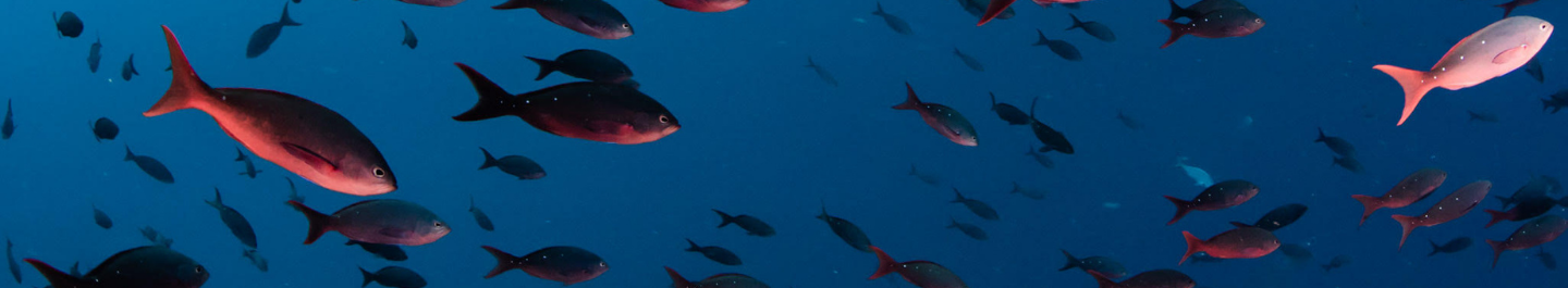 a school of fish
