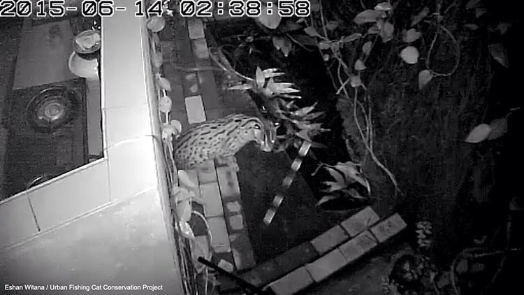 Fishing cat camera trap