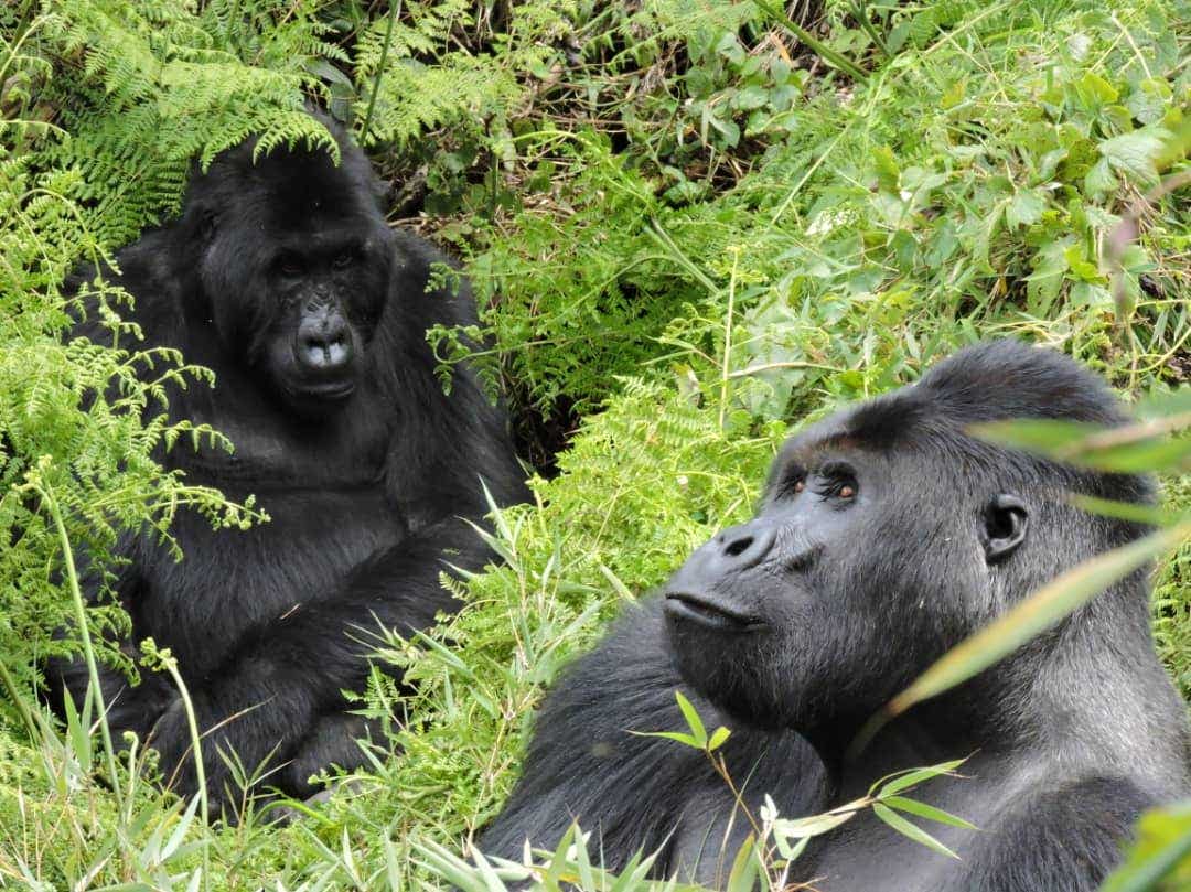 Eastern Lowland Gorilla--Virunga