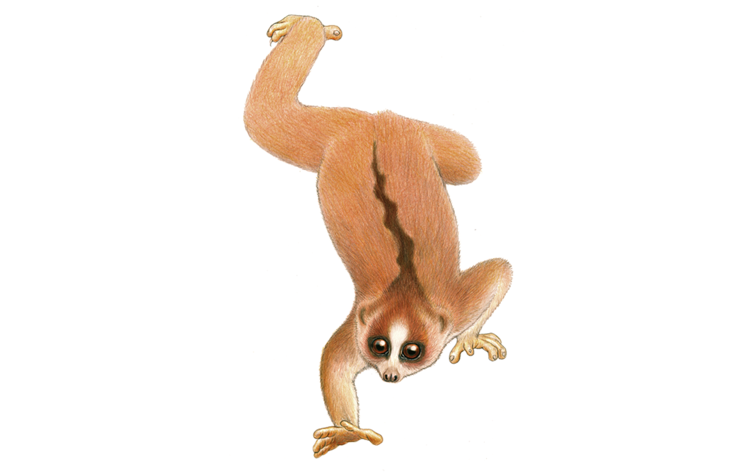 Sody’s/Bangka Slow Loris illustration