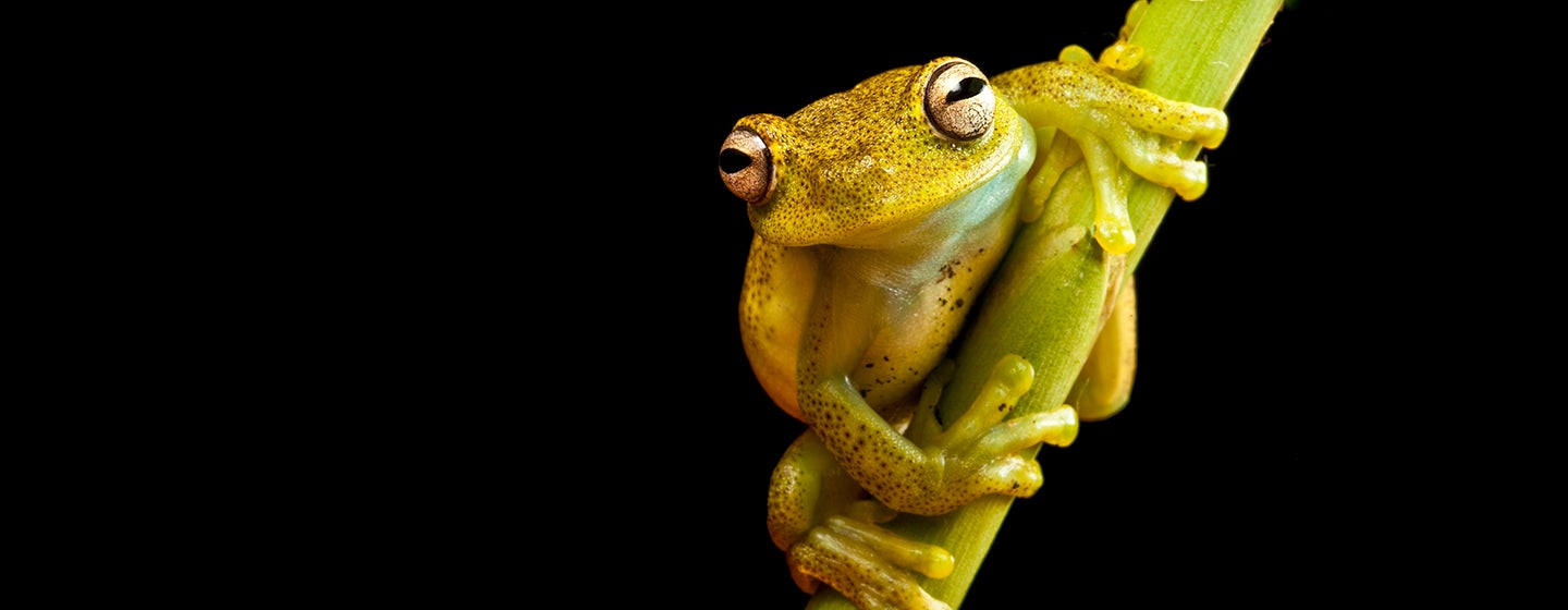 frog on a branch