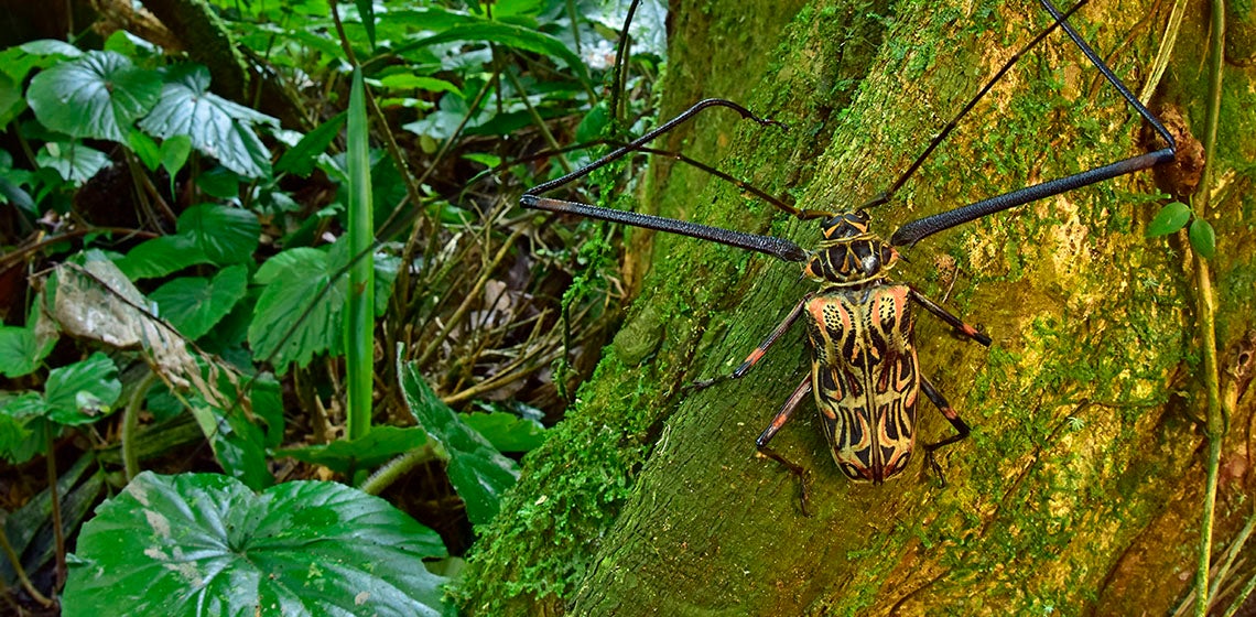 A male Harlequin beetle sits a the base of a tree