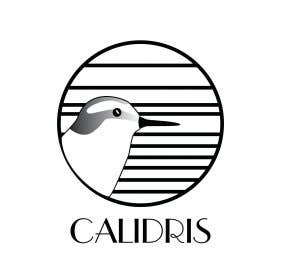 Calidris