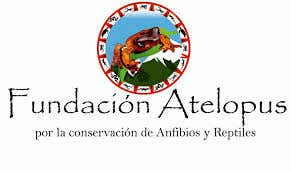 Fundación Atelopus