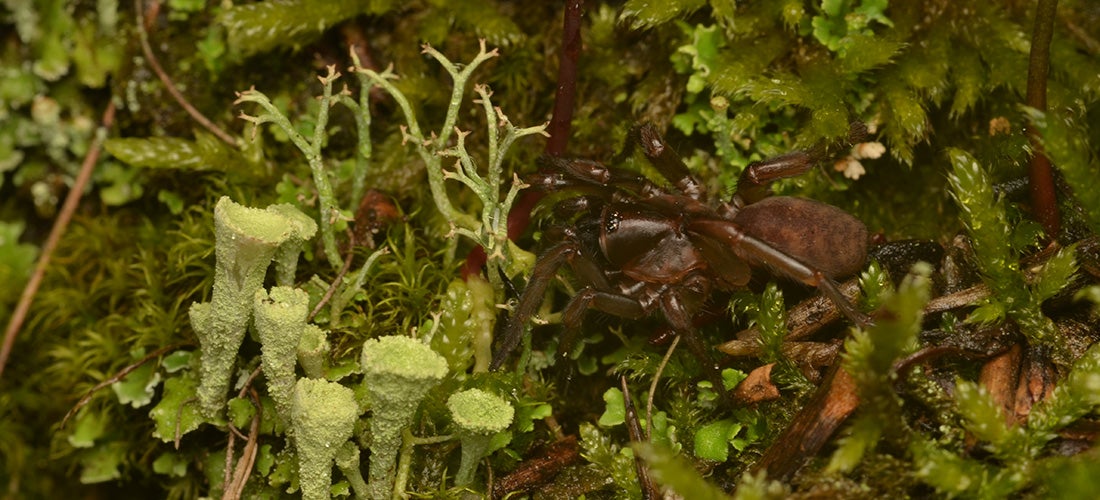 Lost tap-dancing spider rediscovered barricaded in a burrow in a