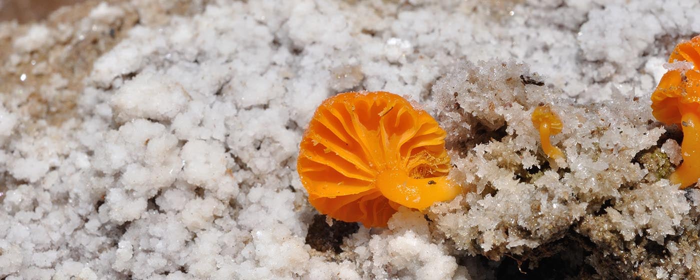 The top 10 most fabulous fungi findings | Re:wild